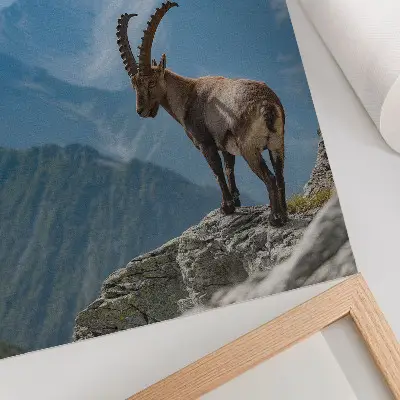 Plakat na płótnie koziorożec na tle spokojnych gór w harmonii z naturą