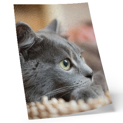 Plakat ścienny Szary kot