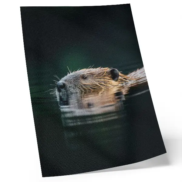 Plakat z teksturą płótna bóbr w spokojnej wodzie przedstawiający naturę i dzikość