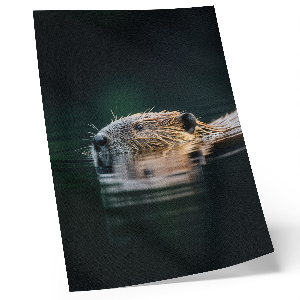 Plakat z teksturą płótna Bóbr w wodzie