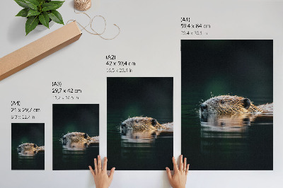 Plakat z teksturą płótna Bóbr w wodzie spokojna natura dzikość