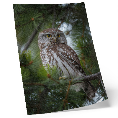 Plakat z teksturą płótna Sowa na gałęzi sosny natura spokój harmonia