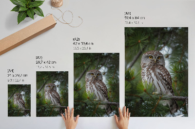 Plakat z teksturą płótna Sowa na gałęzi sosny natura spokój harmonia