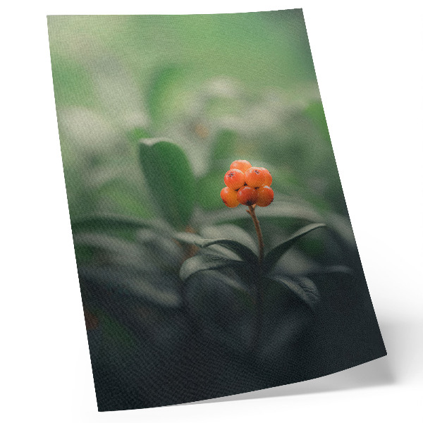 Plakat ścienny Pomarańczowe jagody