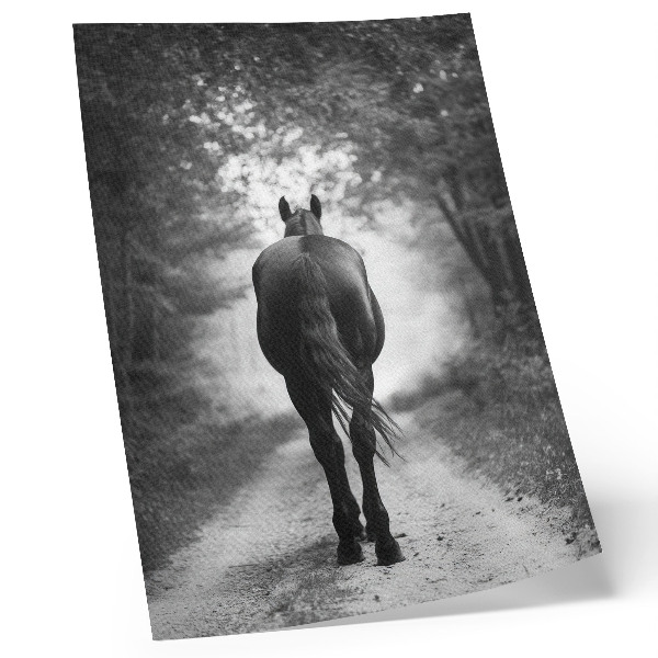 Plakat z teksturą płótna Czarno-biały koń w lesie fotografia