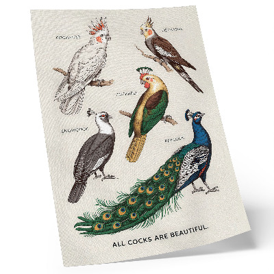 Plakat ścienny Eleganckie ptaki, pióra, różnorodna kolorystyka