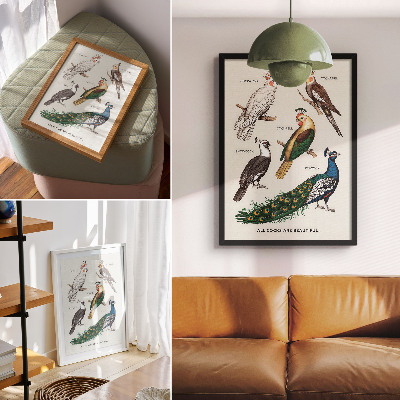 Plakat ścienny Eleganckie ptaki, pióra, różnorodna kolorystyka