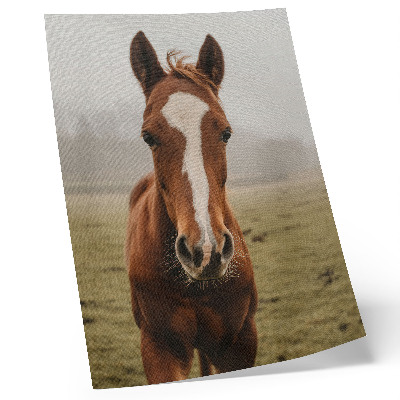 Plakat ścienny Koń portret