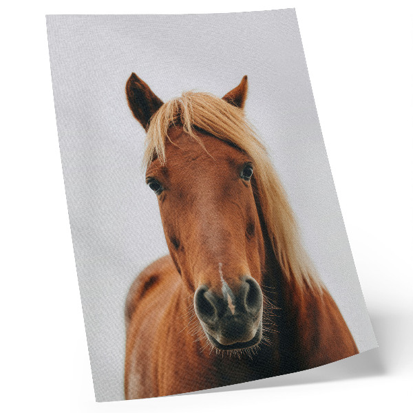 Plakat ścienny Koń portret