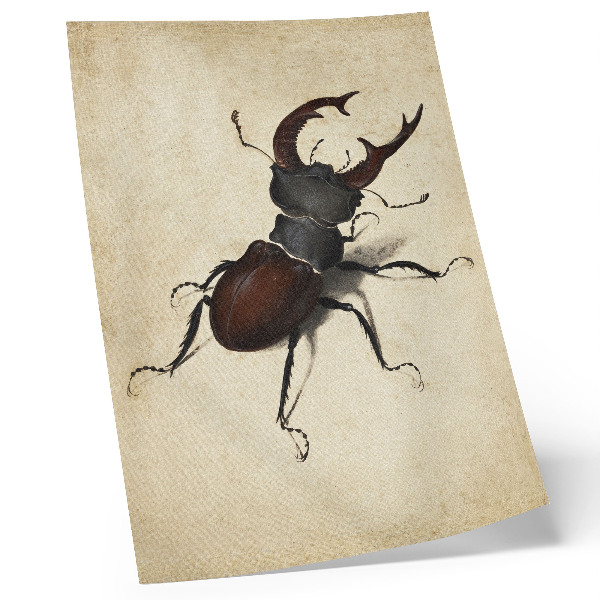 Plakat na płótnie Jelonek rogacz autorstwa Albrechta Dürera (1505)