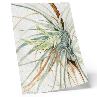 Plakat na płótnie Dziki ananas (Tillandsia fasciculata) (1921) autorstwa Mary Vaux Walcott