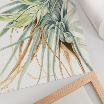 Plakat na płótnie Dziki ananas (Tillandsia fasciculata) (1921) autorstwa Mary Vaux Walcott