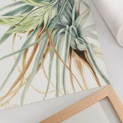 Plakat na płótnie z grafiką Dziki ananas (Tillandsia fasciculata) autorstwa Mary Vaux Walcott z 1921 roku