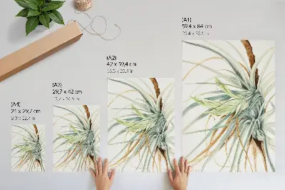 Plakat na płótnie z grafiką Dziki ananas (Tillandsia fasciculata) autorstwa Mary Vaux Walcott z 1921 roku