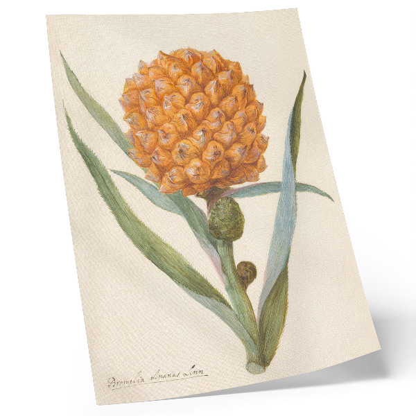 Plakat z teksturą płótna Bromelia ananas linn (c. 1700 - c. 1749) autorstwa anonimowego artysty