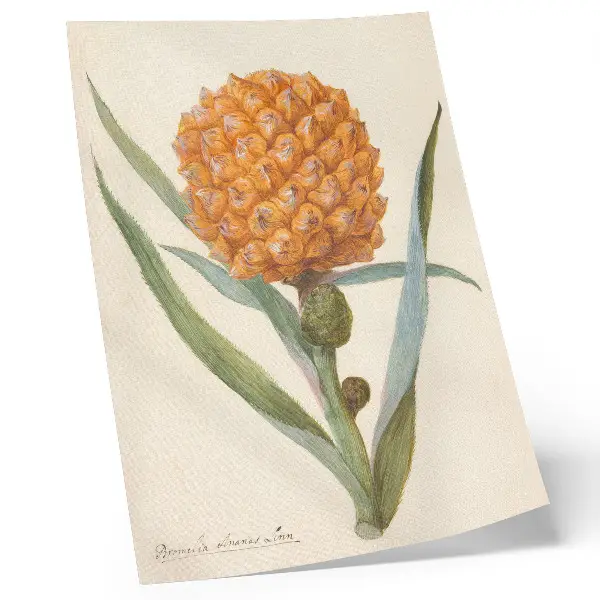 Plakat z teksturą płótna z grafiką Bromelia ananas linn autorstwa anonimowego artysty z lat 1700 1749