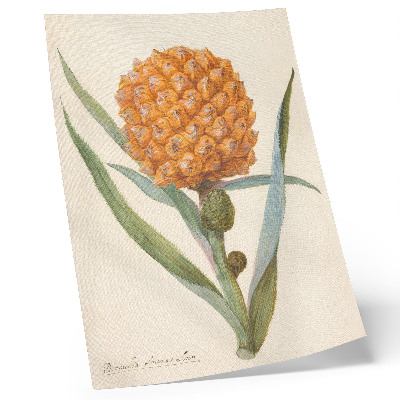 Plakat z teksturą płótna Bromelia ananas linn (c. 1700 - c. 1749) autorstwa anonimowego artysty