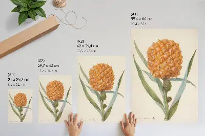 Plakat z teksturą płótna z grafiką Bromelia ananas linn autorstwa anonimowego artysty z lat 1700 1749