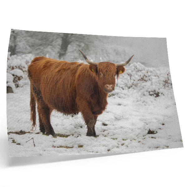 Plakat Krowa szkocka w śnieżnym krajobrazie