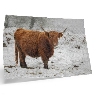 Plakat Krowa szkocka w śnieżnym krajobrazie