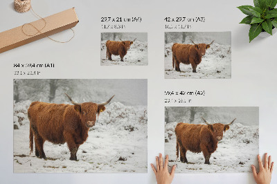 Plakat Krowa szkocka w śnieżnym krajobrazie