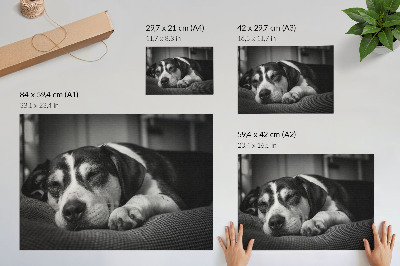 Grafika na ścianę Uroczy pies śpiący na poduszce