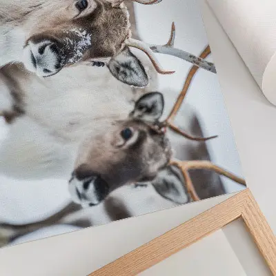 Plakat do salonu zimowy pejzaż z reniferami o naturalnym porożu