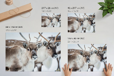 Plakat do salonu Renifery z naturalnymi porożami zimowy pejzaż harmonia