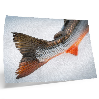 Plakat Naturalne łuski i dynamiczne kolory w zbliżeniu