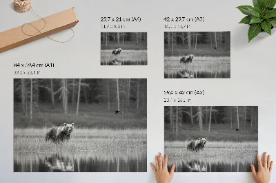 Plakat do salonu Niedźwiedź nad wodą czarno-biały klimat