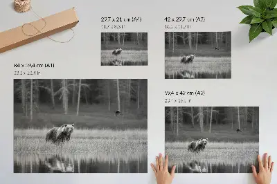 Plakat do salonu niedźwiedź nad wodą w czarno-białym klimacie