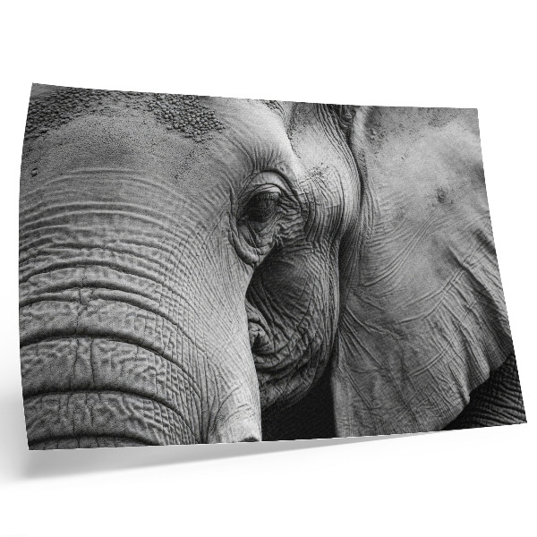 Plakat do salonu Monochromatyczny słoń detale minimalizm elegancja