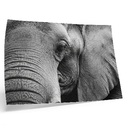 Plakat do salonu Monochromatyczny słoń detale minimalizm elegancja