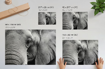Plakat do salonu Monochromatyczny słoń detale minimalizm elegancja