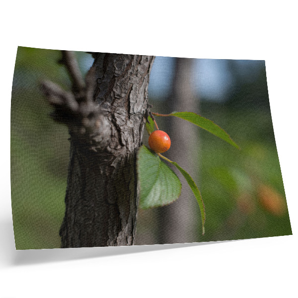 Plakat Pomarańczowy owoc zielone liście brązowa kora