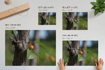 Plakat Pomarańczowy owoc zielone liście brązowa kora