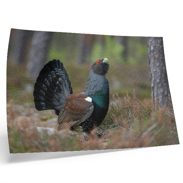 Plakat do salonu Kolory ptaka las natura spokojny klimat