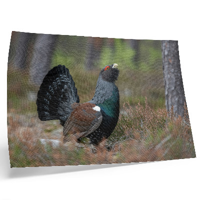 Plakat do salonu Kolory ptaka las natura spokojny klimat