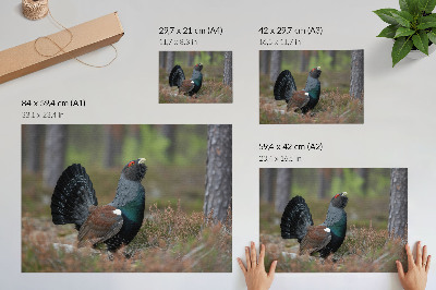 Plakat do salonu Kolory ptaka las natura spokojny klimat