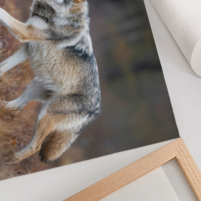 Wydruk na płótnie Wilk w ruchu dziki krajobraz natura