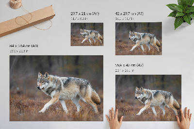 Wydruk na płótnie Wilk w ruchu dziki krajobraz natura