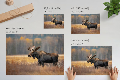 Wydruk na płótnie Łoś jesienny krajobraz harmonia dzikość natura