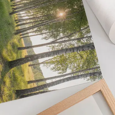 Plakat brzozowy las z promieniami słońca i zieloną symetrią