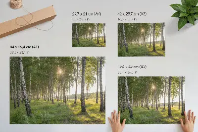 Plakat brzozowy las z promieniami słońca i zieloną symetrią