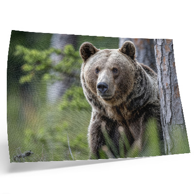 Nowoczesny plakat dekoracyjny Niedźwiedź w lesie pełen naturalnego uroku