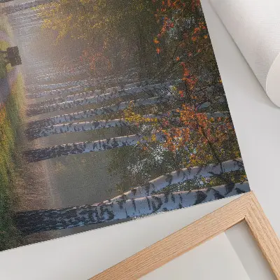 Plakat symetryczne brzozy w mglistym świetle jesiennej alei