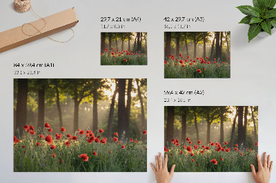 Nowoczesny plakat dekoracyjny Czerwone maki zielony las promienie słońca