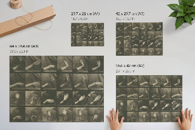 Grafika na ścianę Lokomocja zwierząt, tablica 535 (1887) autorstwa Eadwearda Muybridge’a