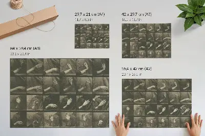 Grafika na ścianę lokomocja zwierząt, tablica 535 z 1887 roku autorstwa Eadwearda Muybridge’a