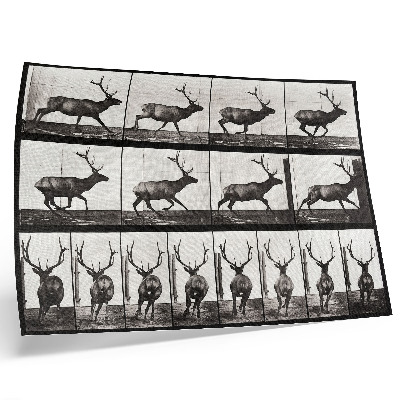 Plakat do salonu Tablica przedstawiająca lokomocję zwierząt nr 695 (1887), fotografia Eadwearda Muybridge’a